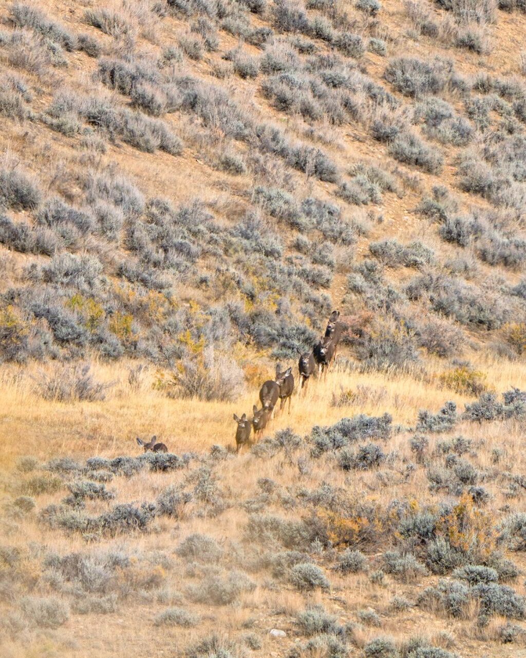 Administration Takes Important Step to Conserve Migration Corridors &ndash; Congressional Sportsmen's Foundation