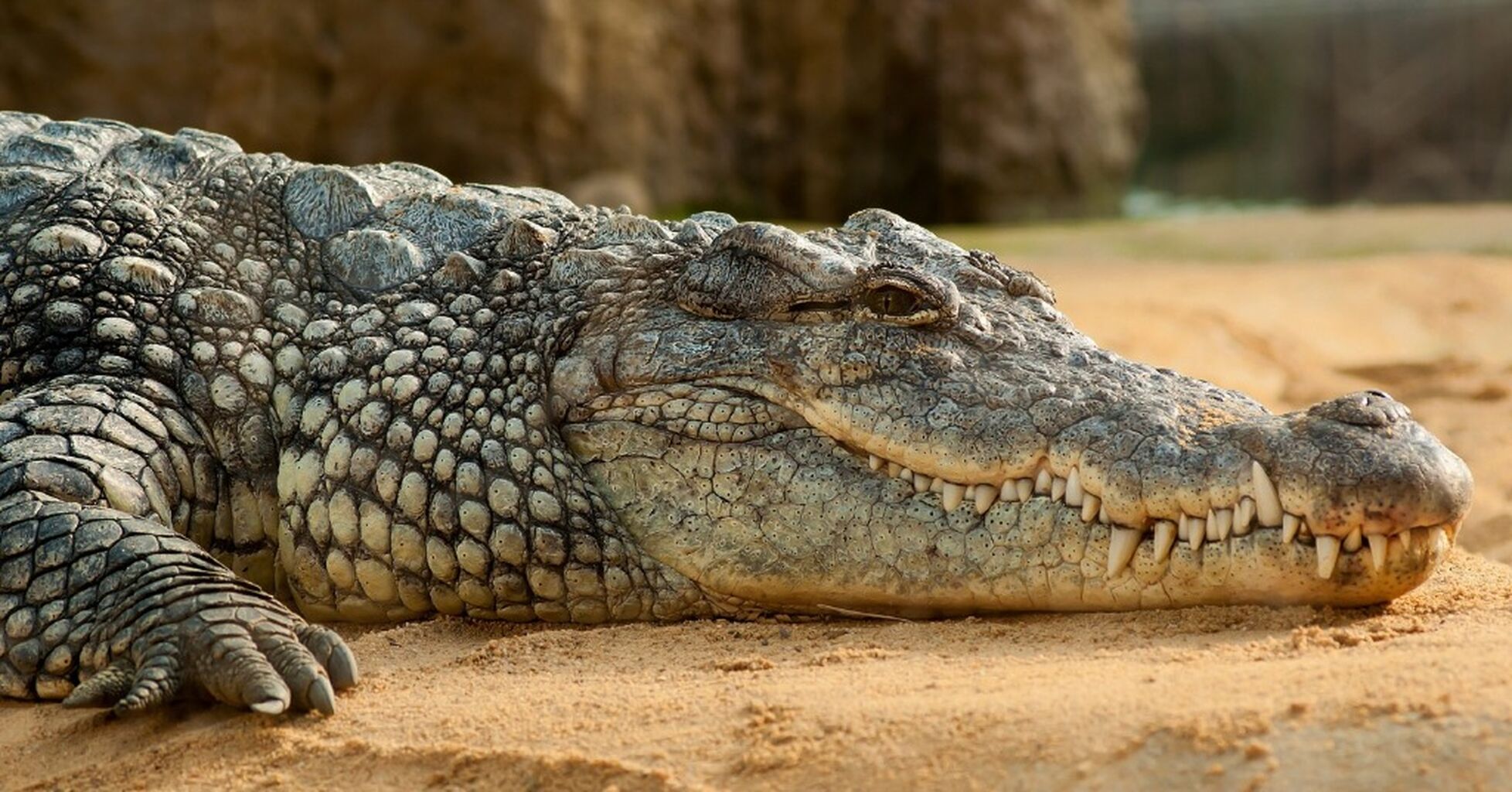 Pets you never knew were legal in the UK