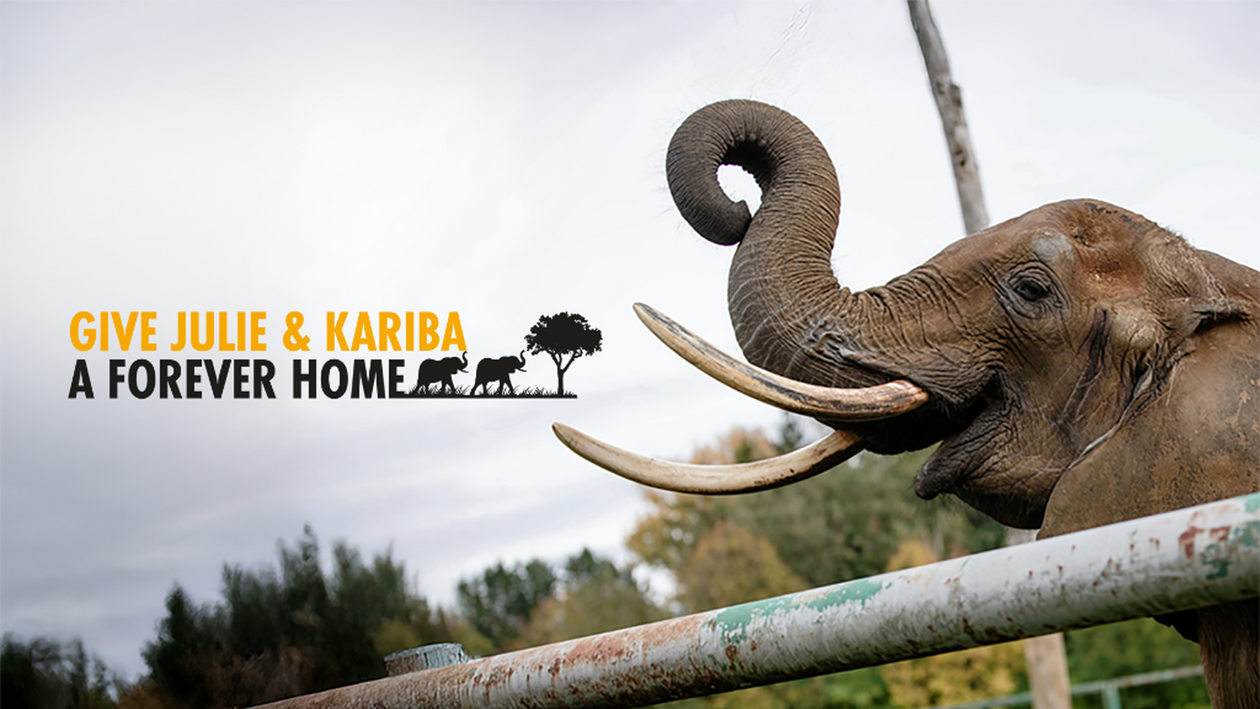 Pangea Elephant Sanctuary Appeal
