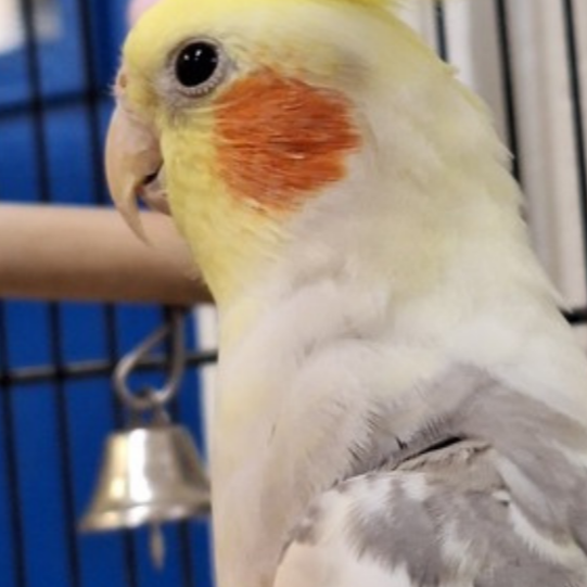 Adopt Cordelia 