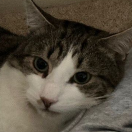 Adopt Parker