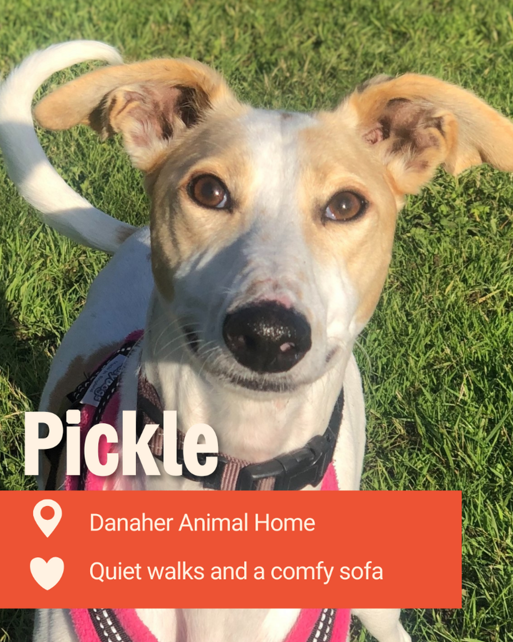 Adopt Pickle