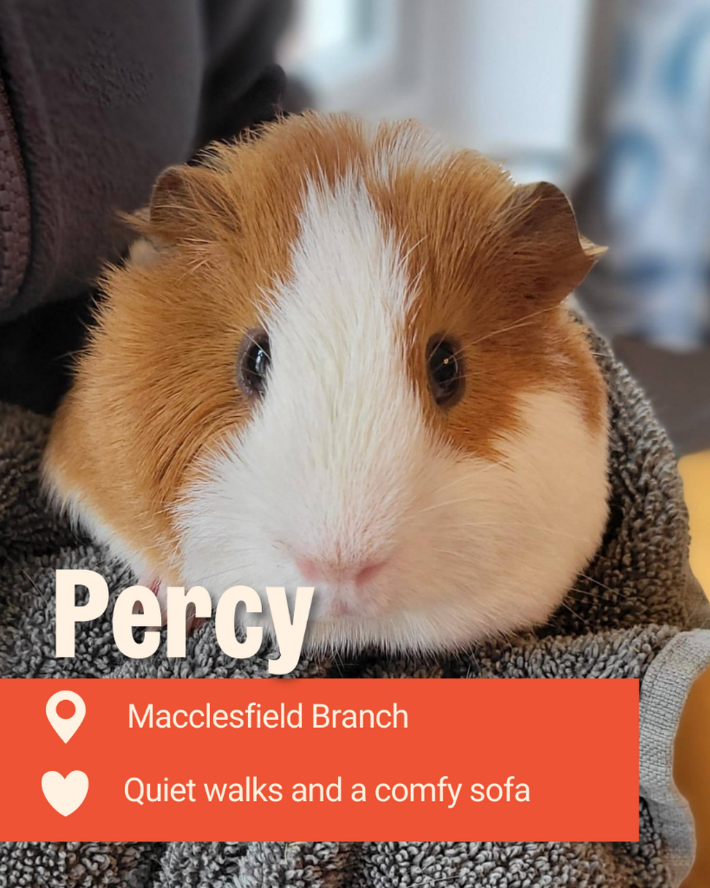 Adopt Percy