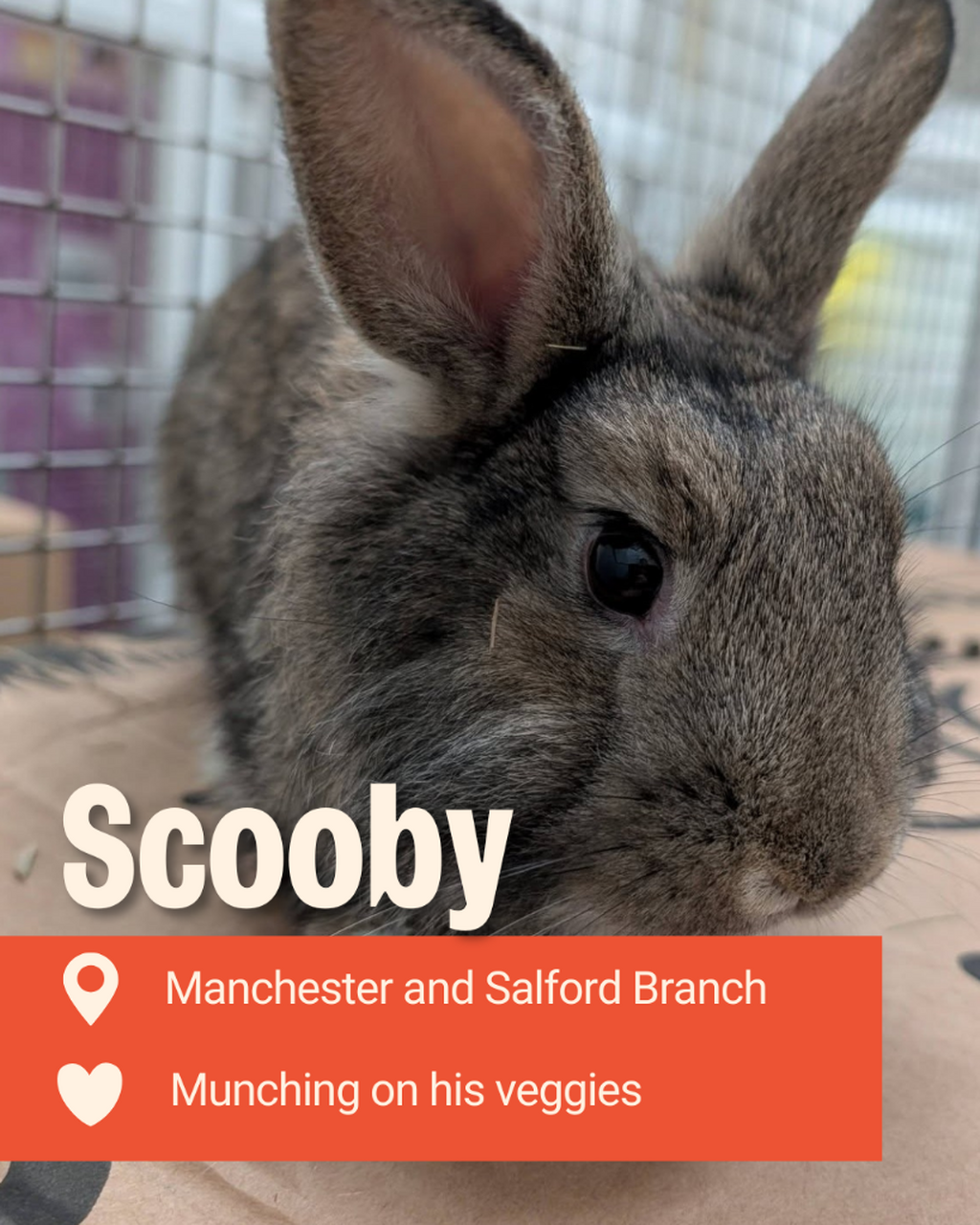 Adopt Scooby