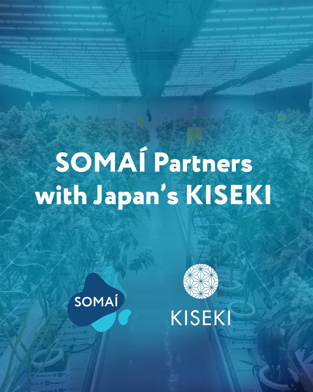 SOMA&Iacute; Partners with Japan&rsquo;s KISEKI to Introduce Japanese-Quality Medicinal Cannabis to Global Medical Markets