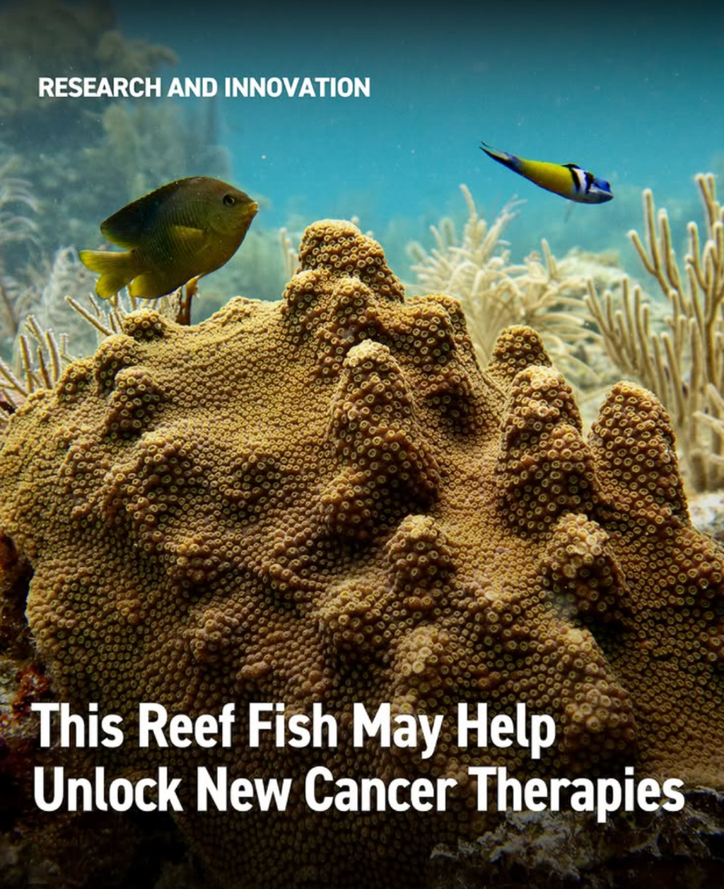 Sylvester Comprehensive Cancer Center Looks to the Sea and Skies for Cancer Discoveries - InventUM