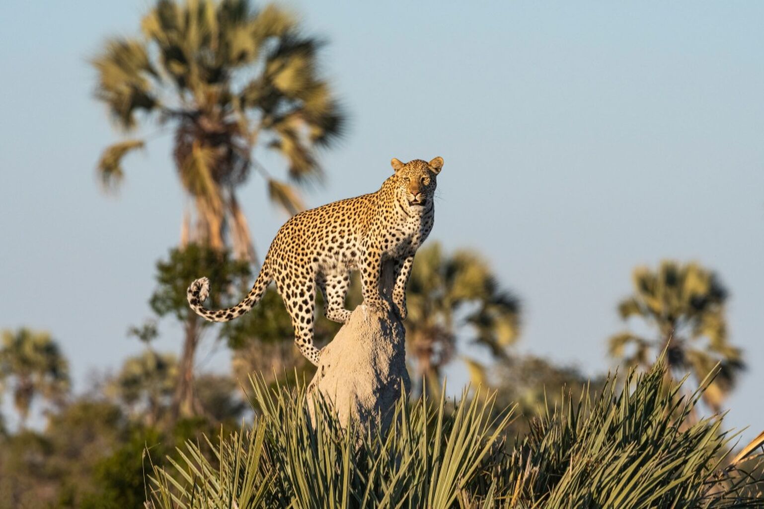 Big Safari Dangers!!
