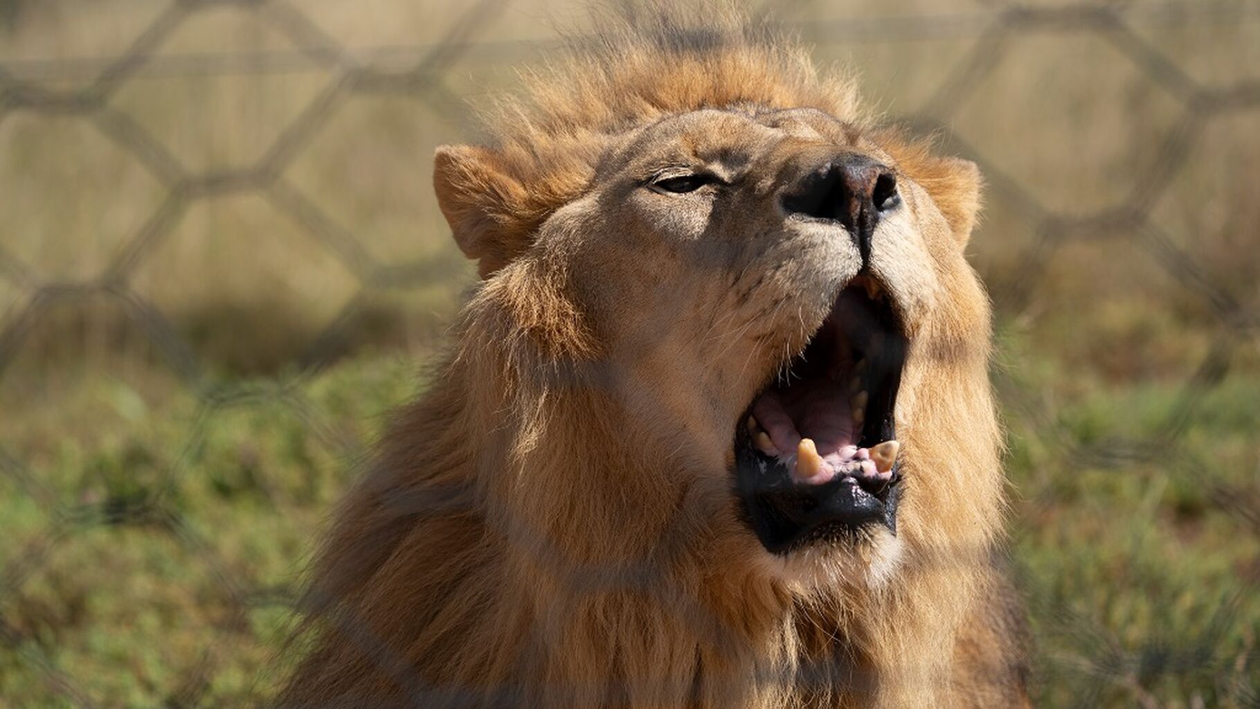 Meet The Shamwari Big Cats