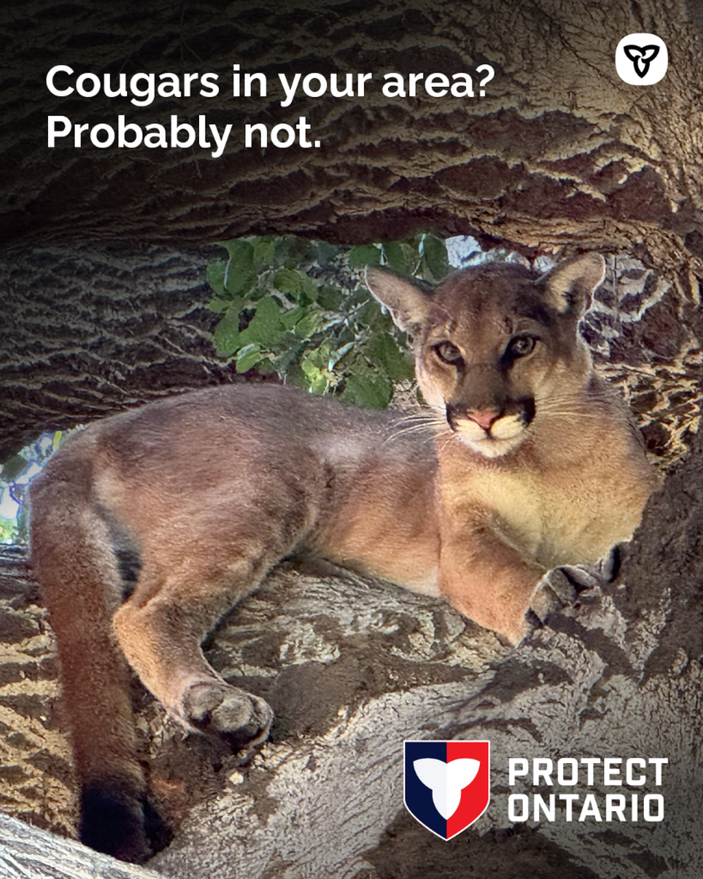 Cougar Identification