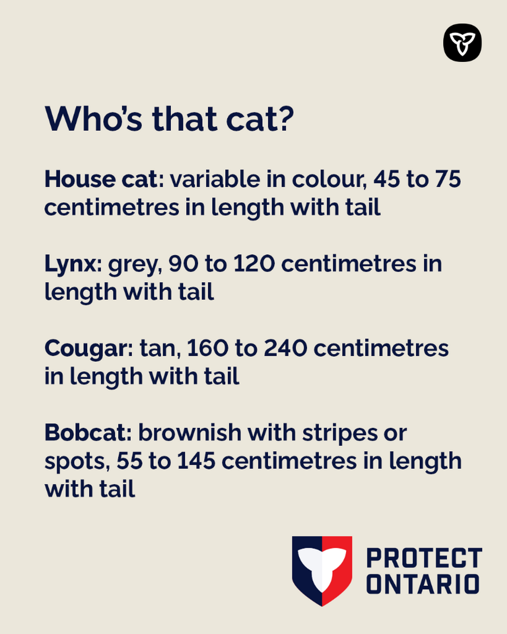 Cougar Identification
