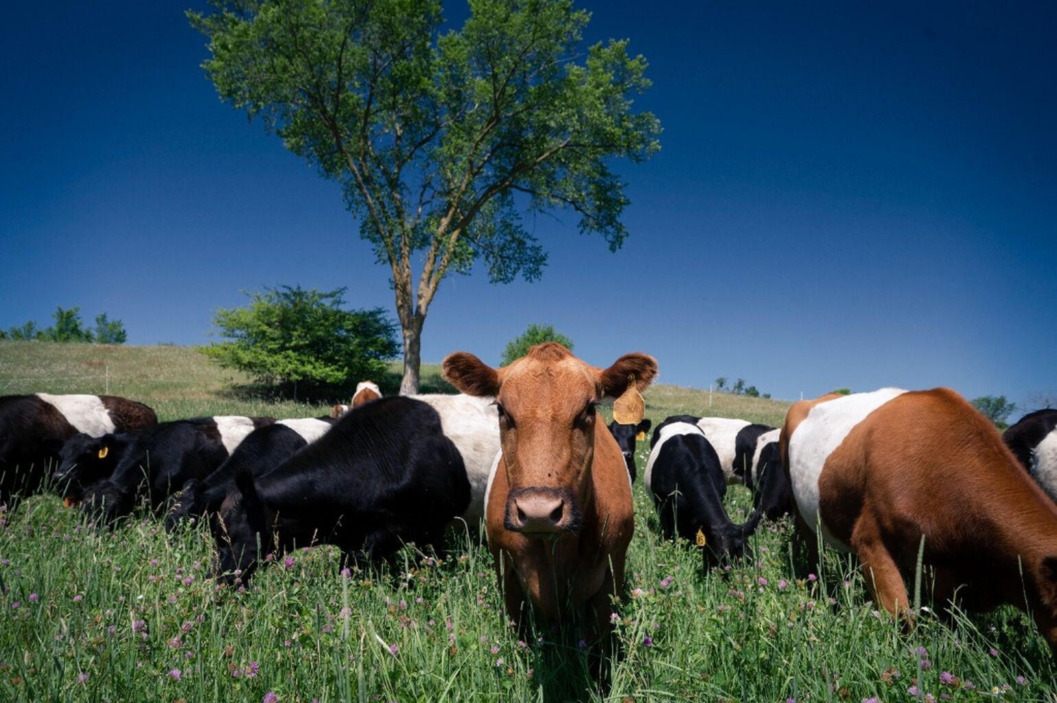 The Latest Updates on the Farm Bill &ndash; Farm Aid
