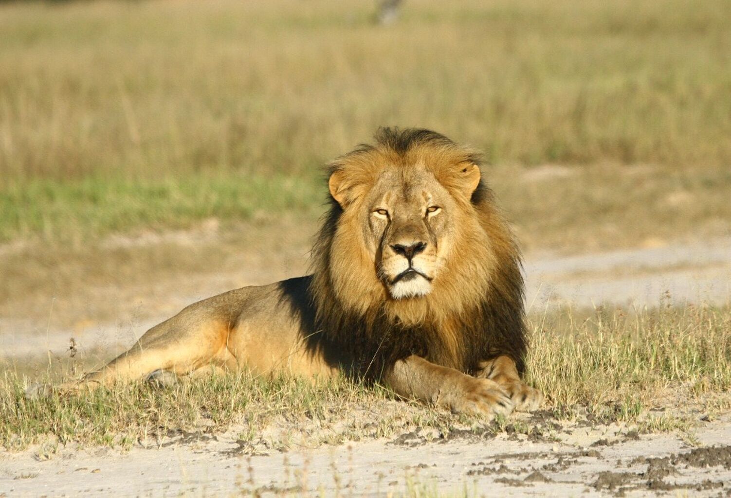 Cecil: The Lion and the Dentist