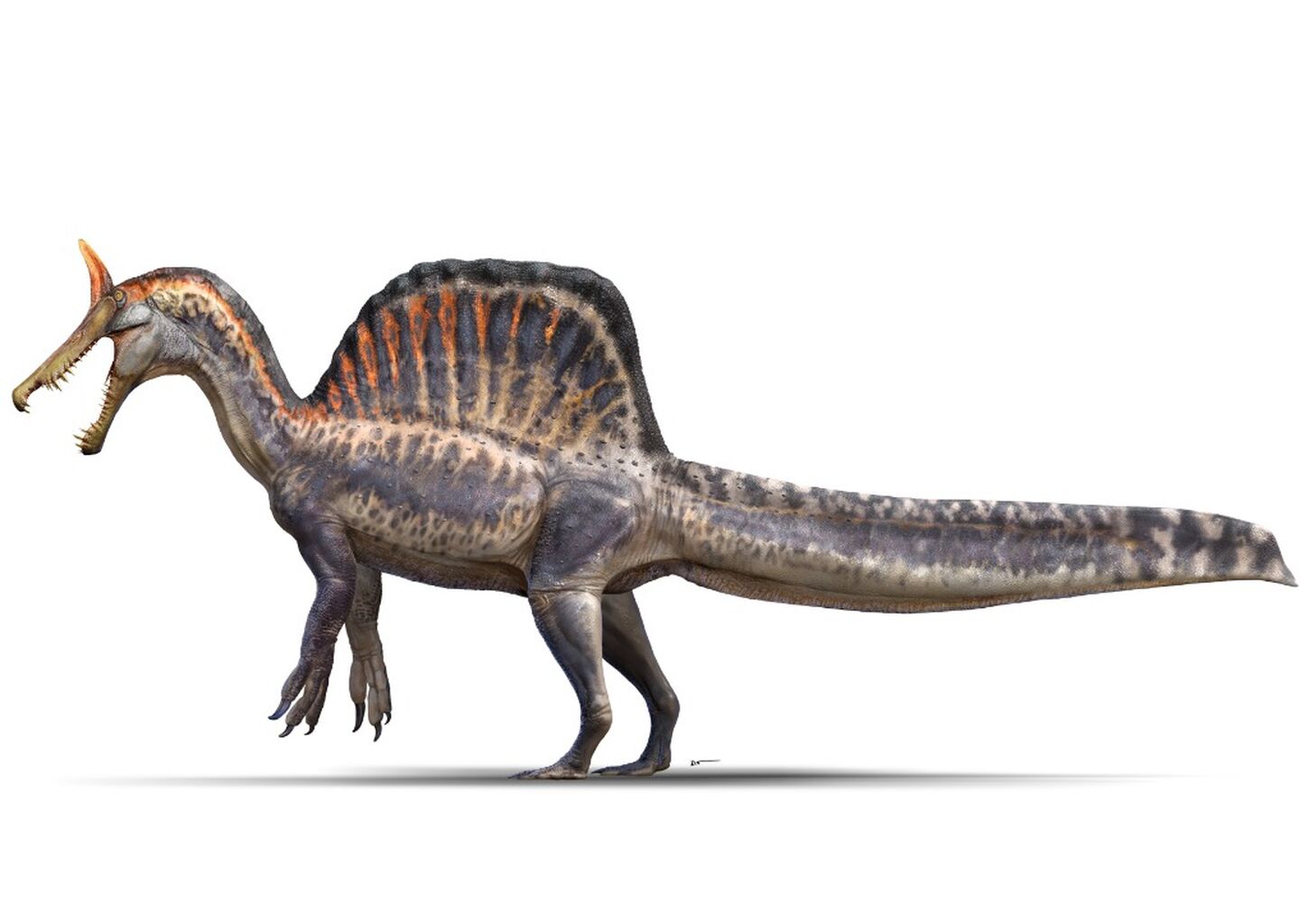 New species of dinosaur answers old questions