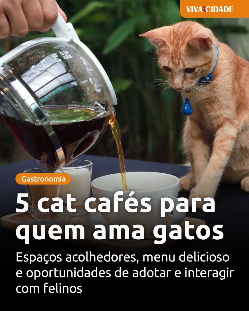 5 cat caf&eacute;s para quem ama gatos