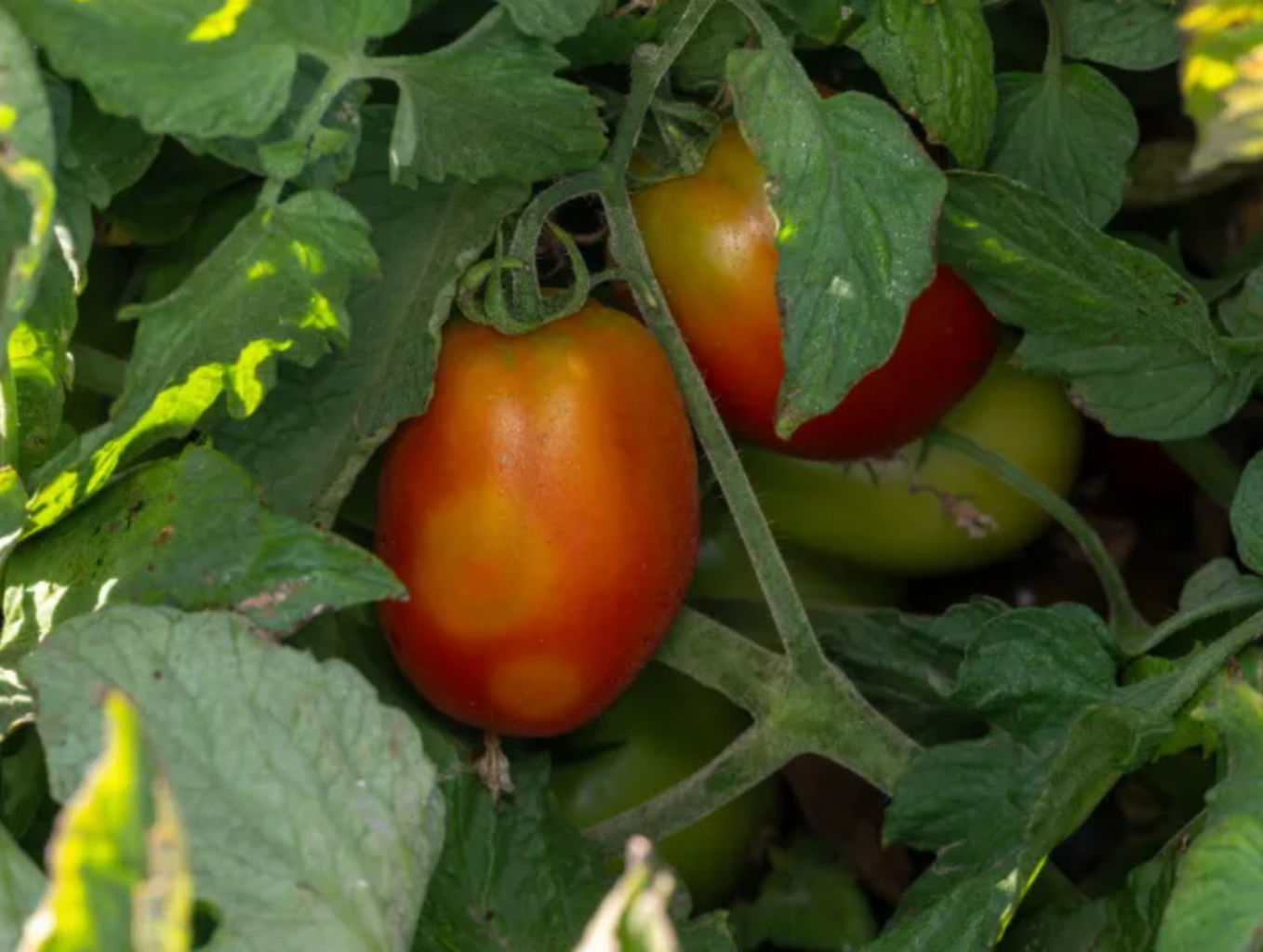 Upcoming Webinars from UC IPM