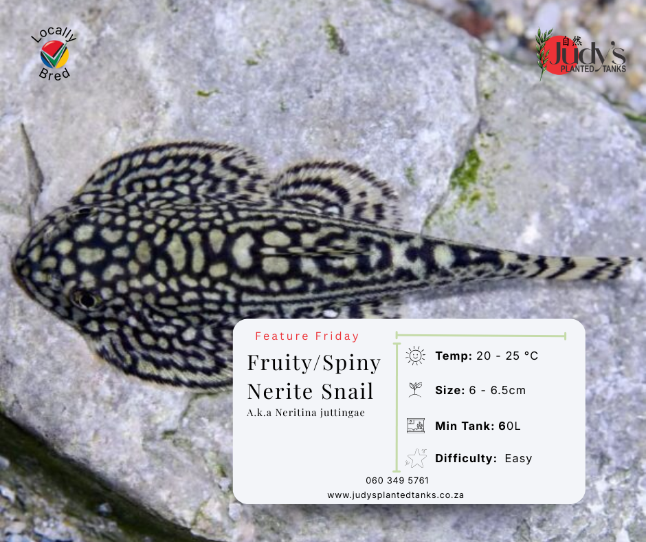 Hillstream Loach (Sewellia lineolata)