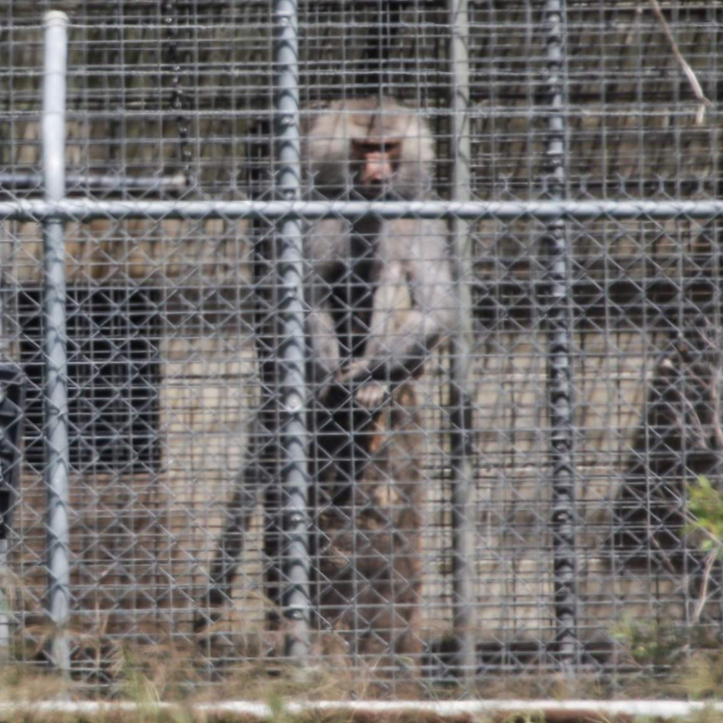 Petition: End animal experimentation in NSW