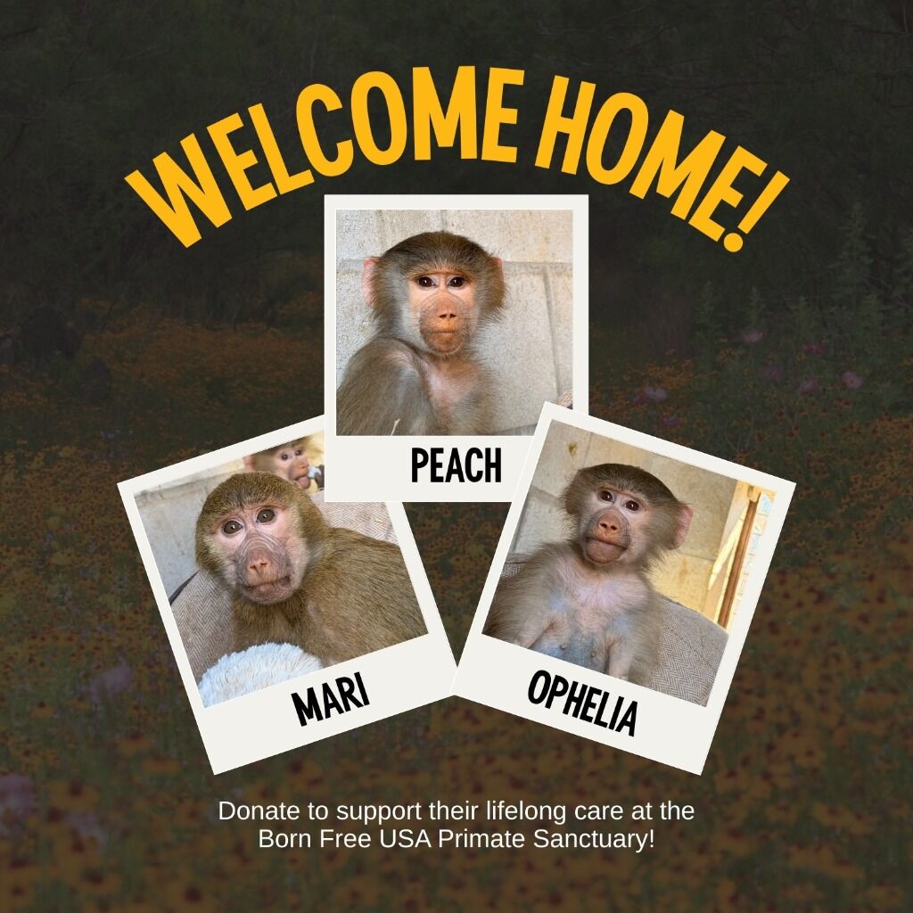 SUPPORT US: Help Baby Baboons Start Their New Sanctuary Lives!