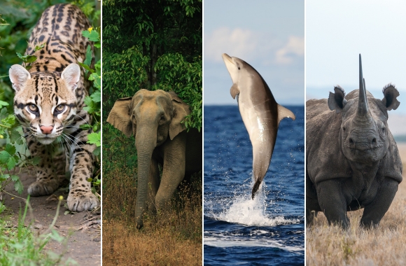 BLOG: From Shedding Skins to Full Gallop: Why the Beginning of 2026 Leaves us Hopeful for Wildlife in the Coming Year | Born Free USA