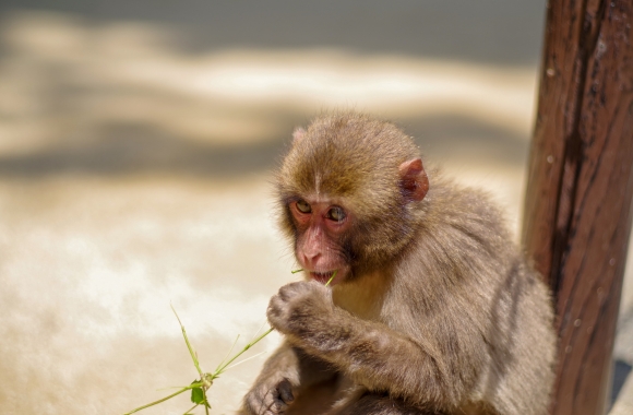 BLOG: Punch the Monkey: Viral & Victimized by the Zoo Industry | Born Free USA