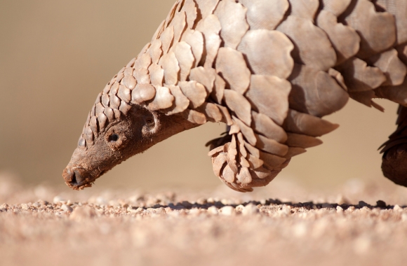BLOG: Protecting the Pangolin: How Born Free USA Fights Illegal Pangolin Trafficking | Born Free USA