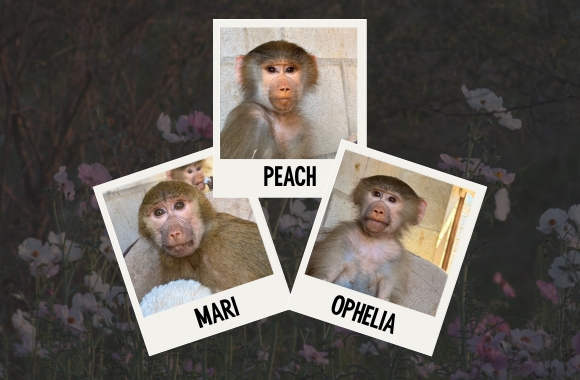 BLOG: Meet the Baby Baboons Mari, Peach, and Ophelia! | Born Free USA