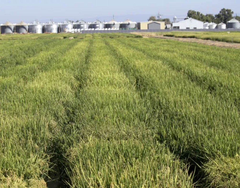 UCCE hosts rice production workshop March 18-19