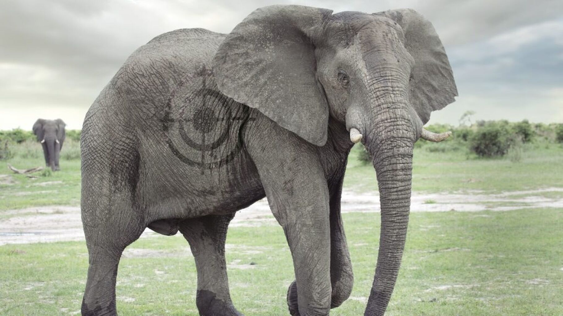 South Africa Trophy Hunting Quotas