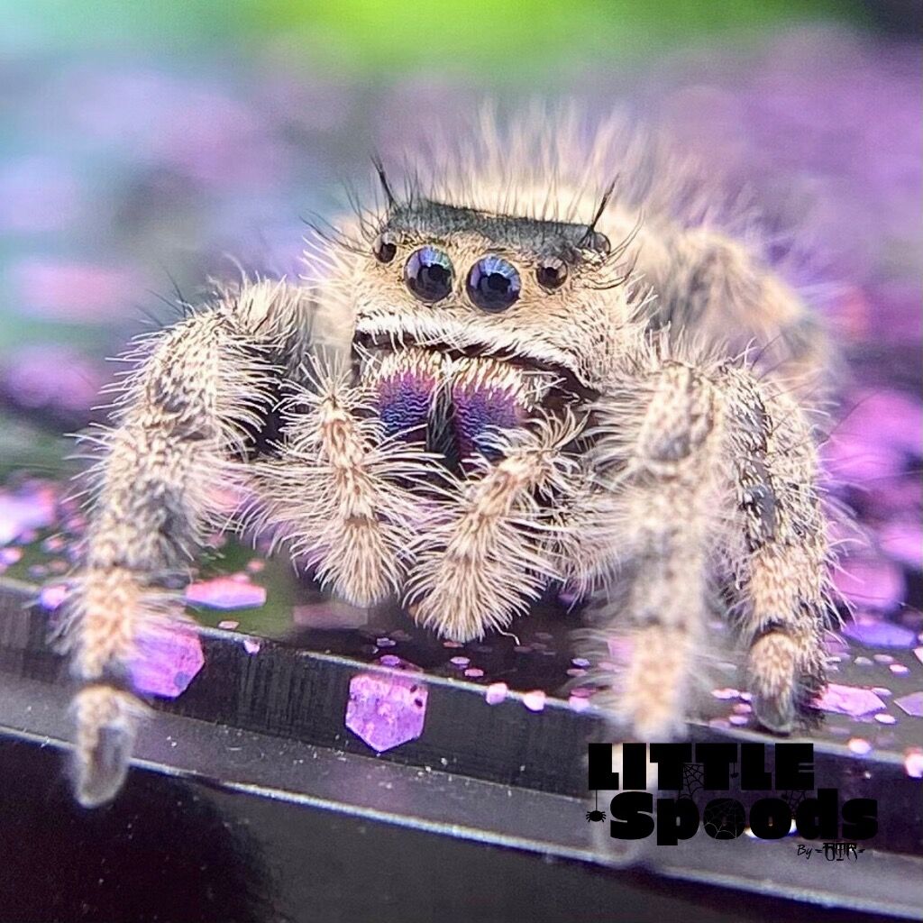 ✨ADOPTED✨ I9 Cream & Dark female - LULU-1-36