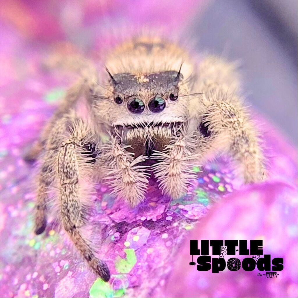 ✨ADOPTED✨ I8 Female White Regius x FL Otiosus Hybrid - ONIKA-1-24