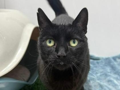 Adopt Lady Whiskerdown