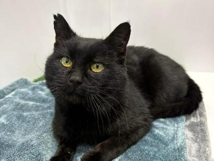 Adopt Lord Anderson