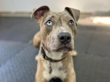 Adopt Fran