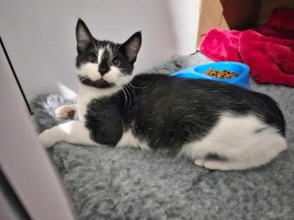 Adopt John