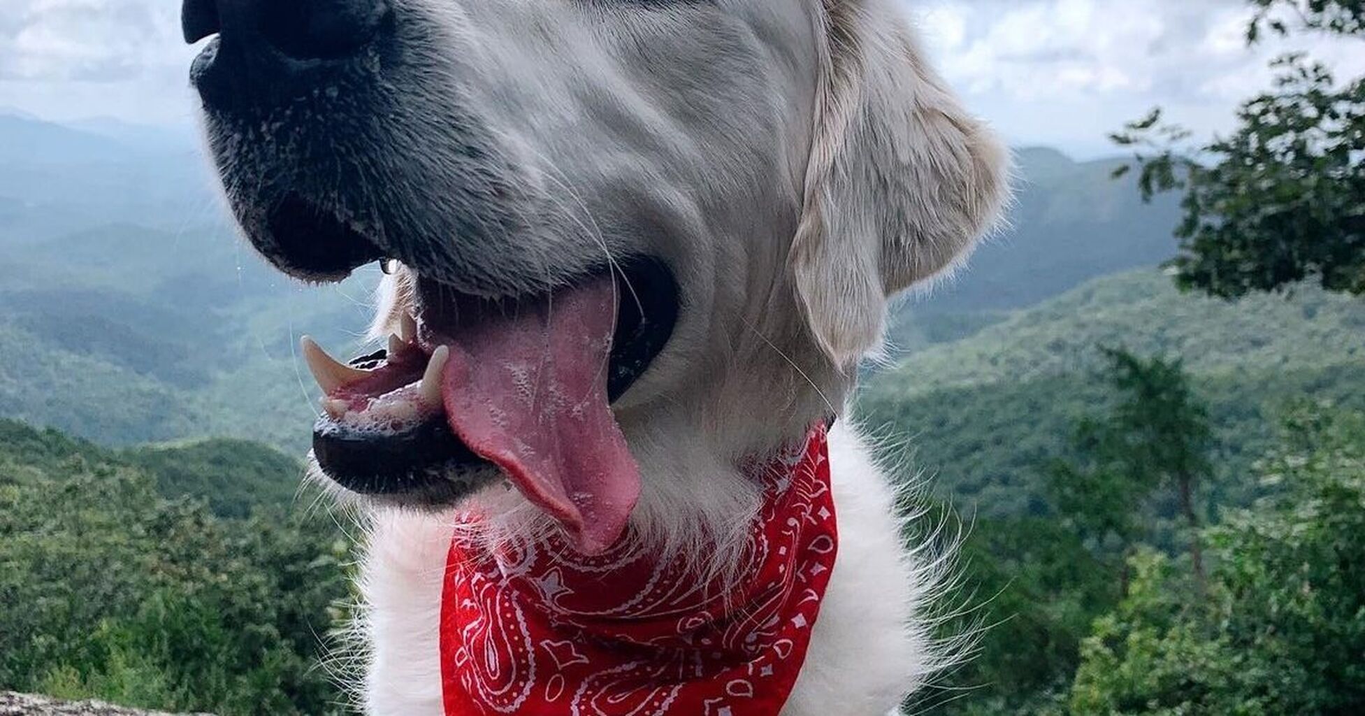 8 Reasons to Rent a Pet Friendly Cabin in Blue Ridge, GA