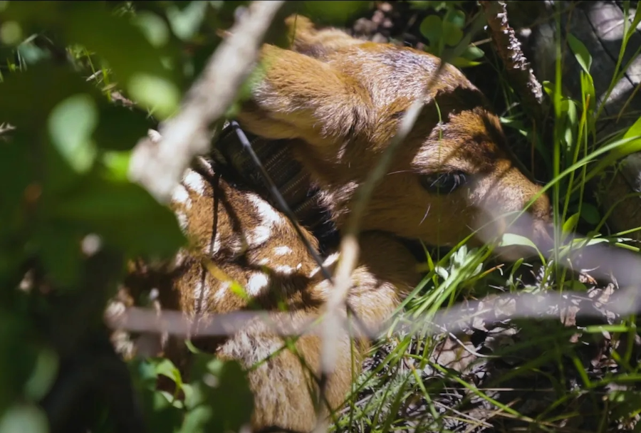 Utah Mule Deer Fawn Study &ndash; An SFW Story