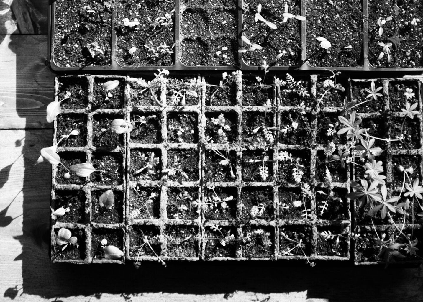 High Maintenance: On Making the World More Beautiful [Substack]