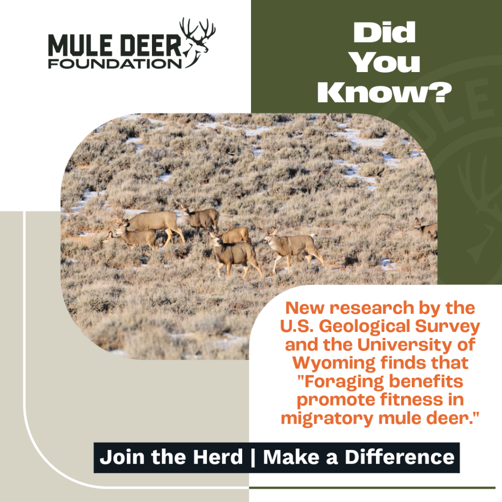 Migration Pays Off: Study Links Long-Distance Movement of Mule Deer to Robust Population Growth