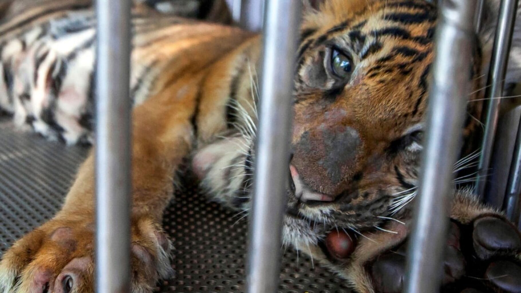 Shocking Number of Tiger Deaths in Thailand