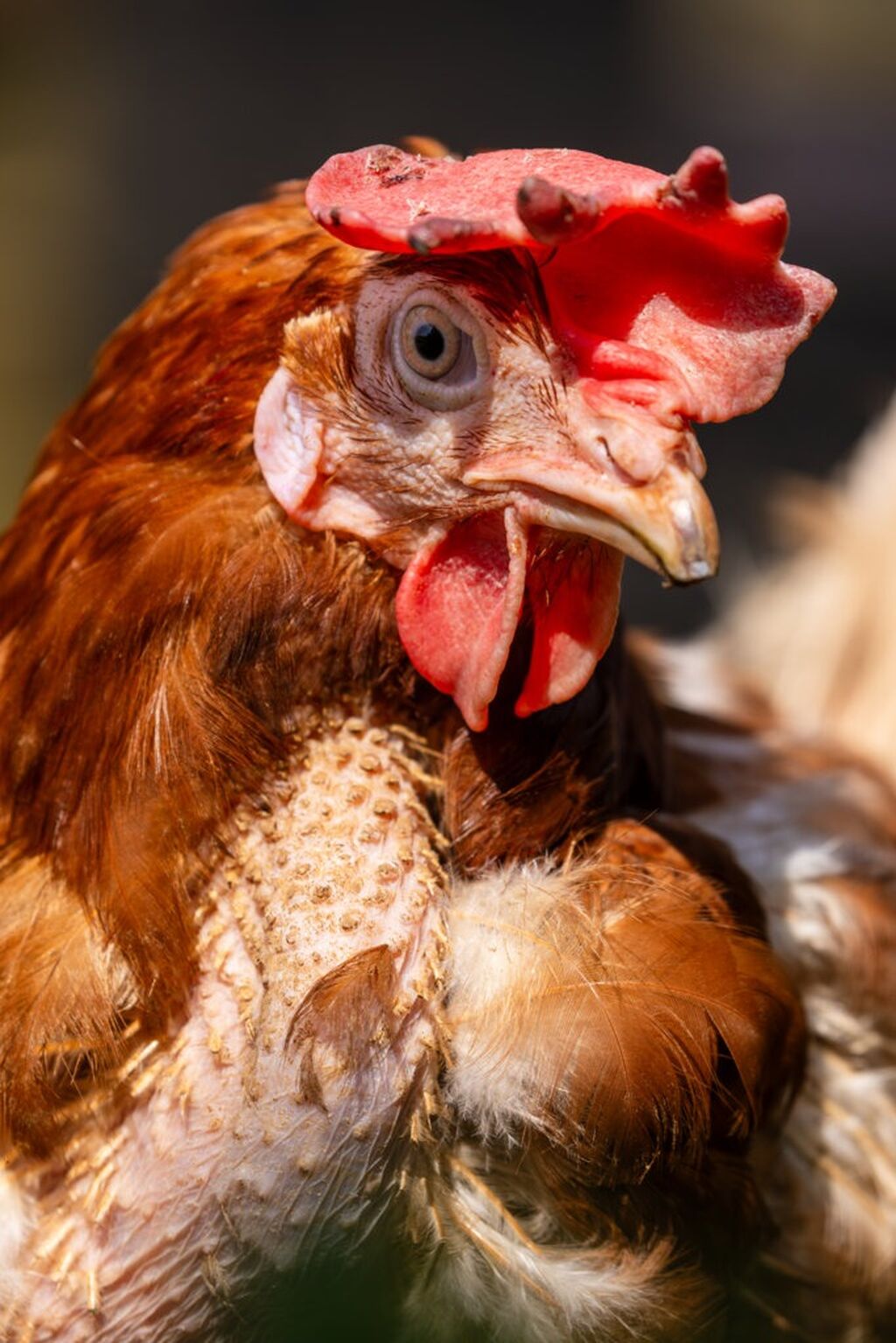 Help push for a cage-free future! 