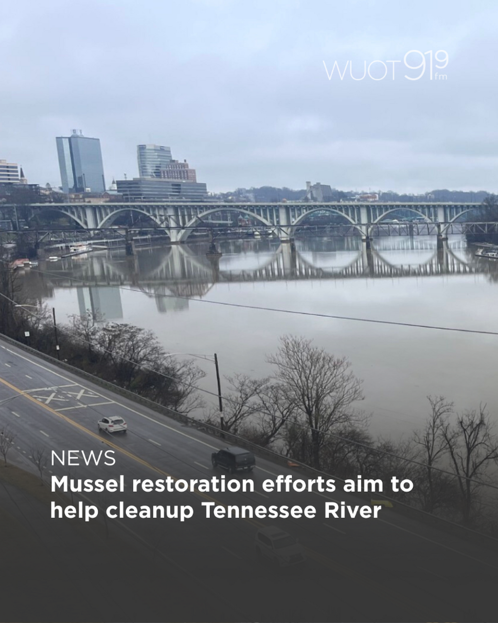 Mussel restoration efforts aim to help cleanup Tennessee River