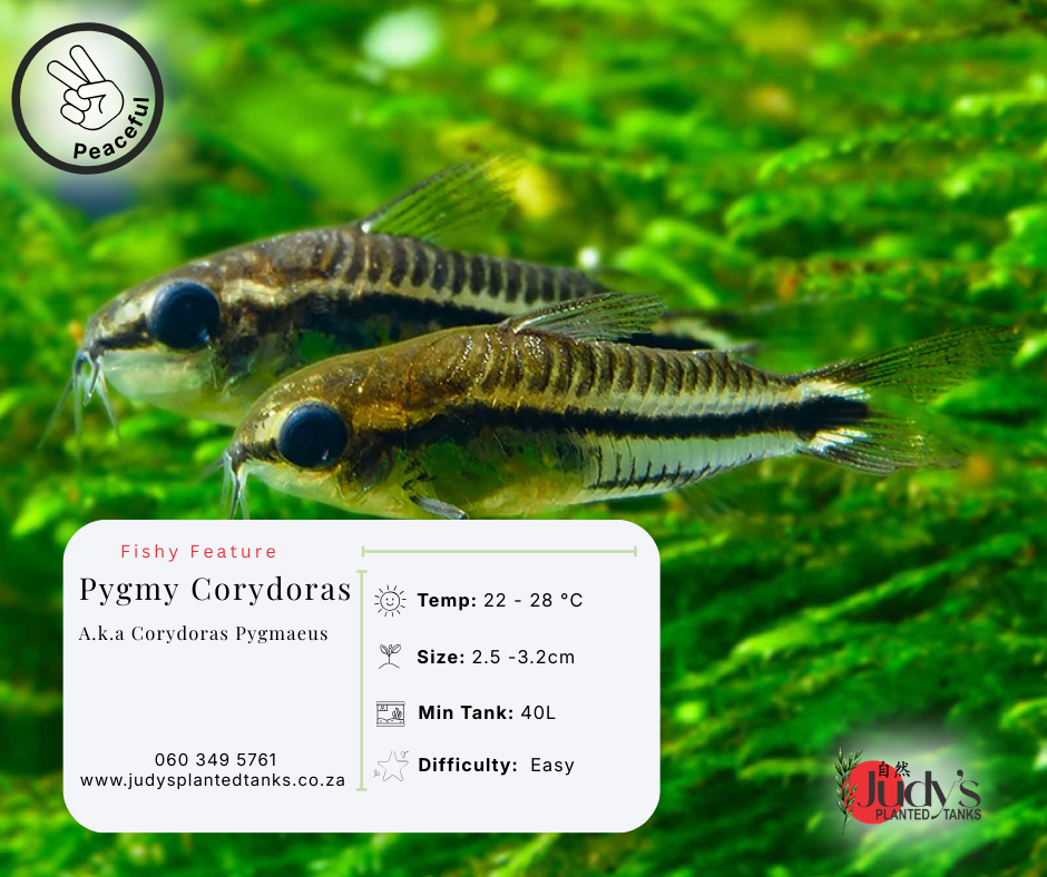 Pygmy Corydoras (Corydoras Pygmaeus)