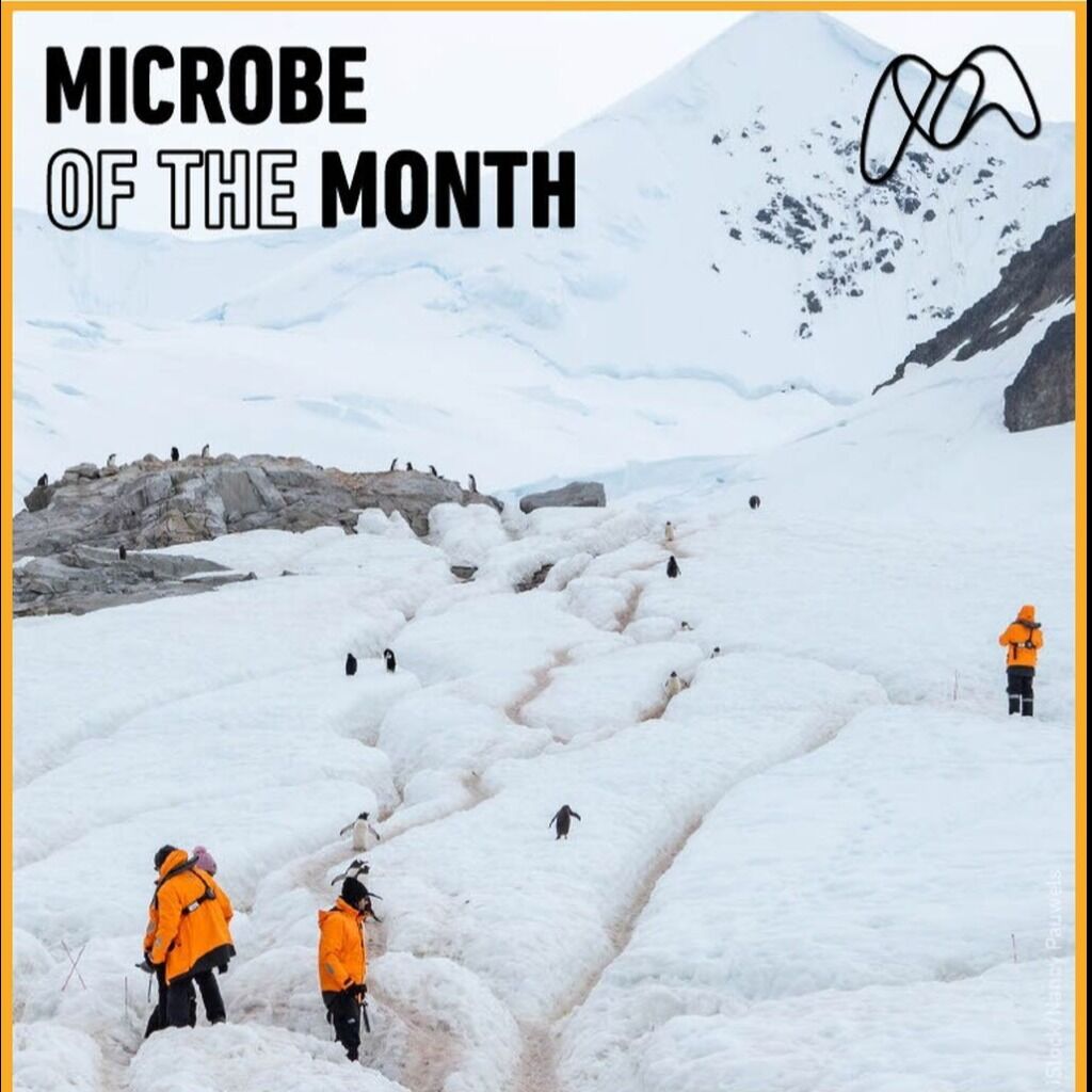 Microbe of the Month-March 2026