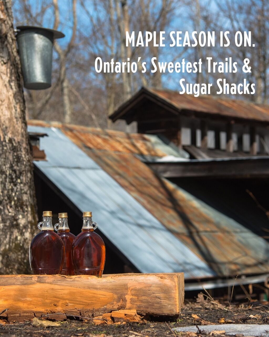 Maple Season in Ontario: The Sweetest Trails, Sugar Shacks & Sips to Chase This Spring
