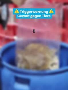 Fr&ouml;sche f&uuml;r Froschschenkel erstickt und verst&uuml;mmelt &ndash; jetzt helfen!