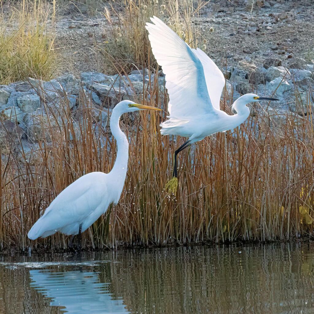 Great Egret and Snowy Egret