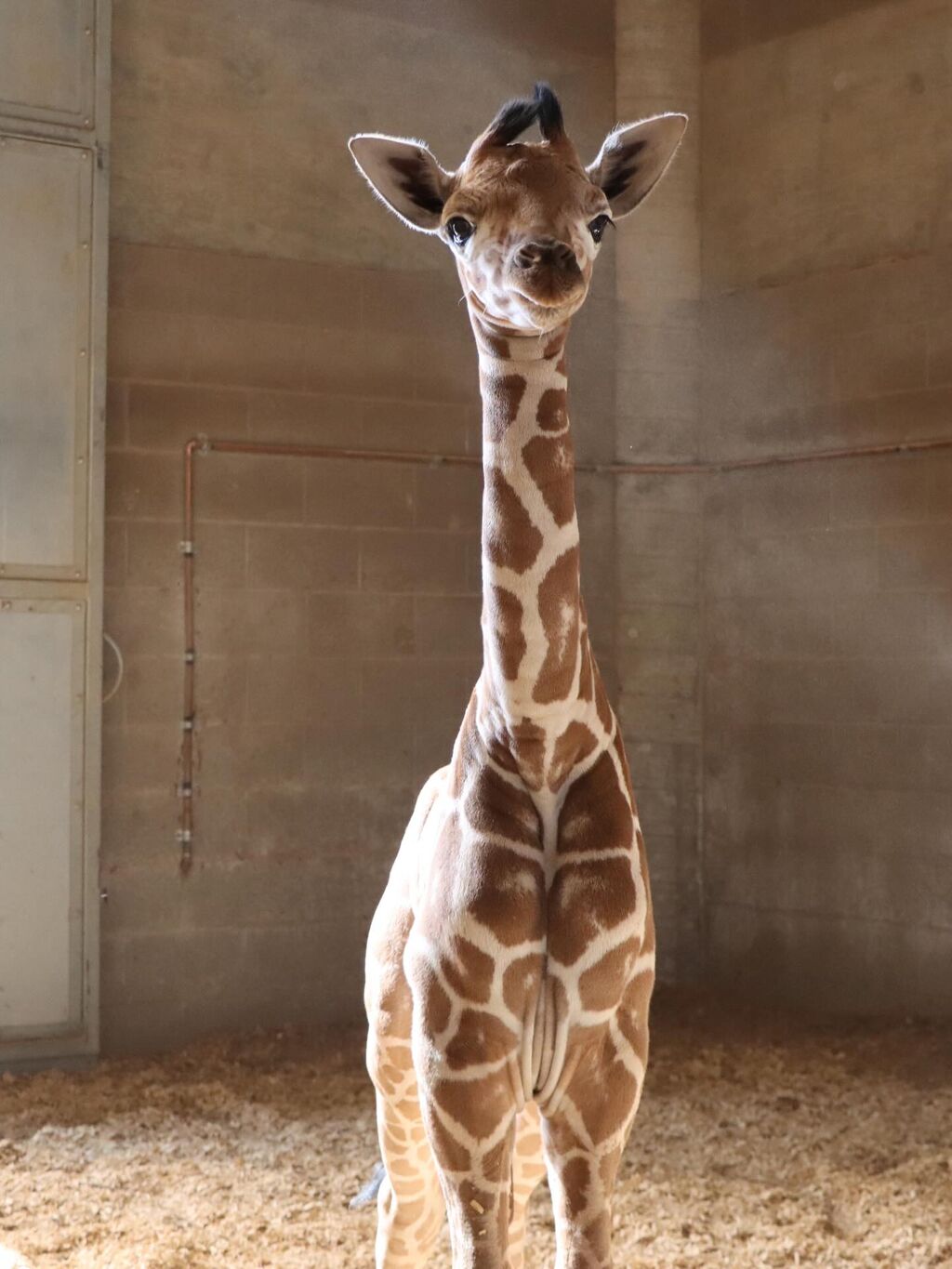 Giraffe Calf Born at Reid Park Zoo