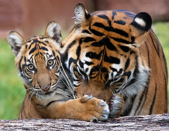 Tiger Conservation Blog