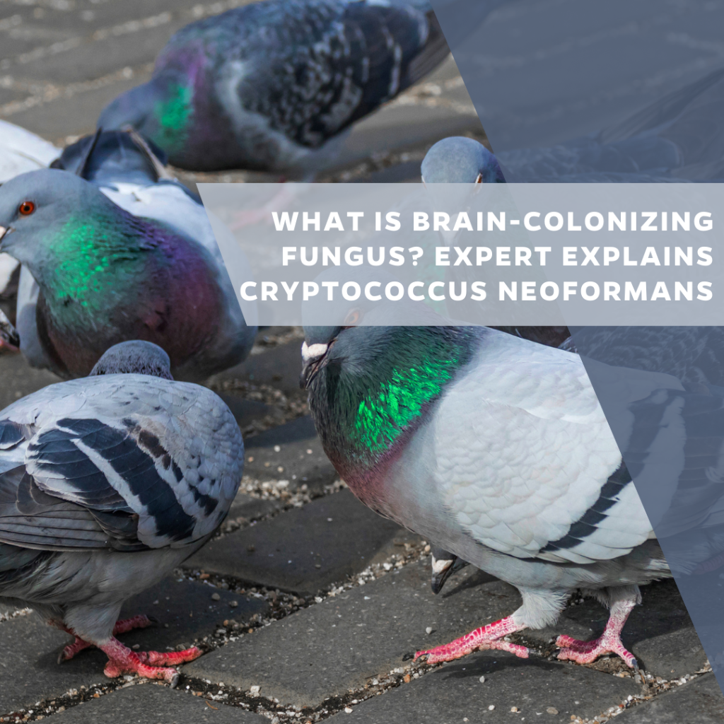 What is brain-colonizing fungus? Expert explains Cryptococcus neoformans