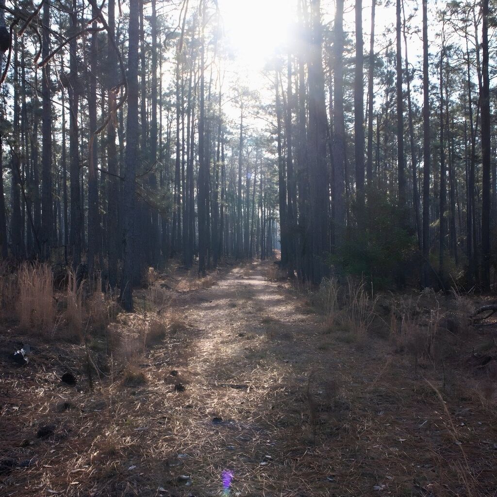Hope Among the Pines: Carbon Exchange as Solution